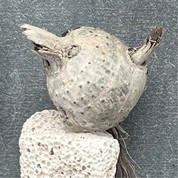 Karin Köpfli-Fehlmann Bremgarten AG: in-the-box facetime – Chischtegschicht 07 2026, 17 x 17 cm, organische Fundstücke im Objektrahmen 