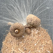 Karin Köpfli-Fehlmann Bremgarten AG: in-the-box facetime – Chischtegschicht 08 2026, 17 x 17 cm, organische Fundstücke im Objektrahmen 